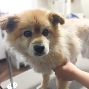 よろしくミックス