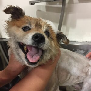 シャンプーミックス