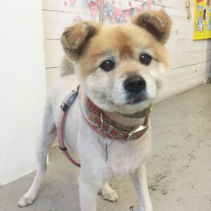 仕上がりミックス