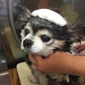 シャンプーチワワ
