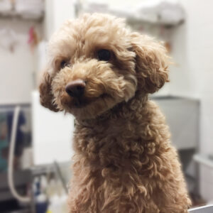 よろしくトイプー