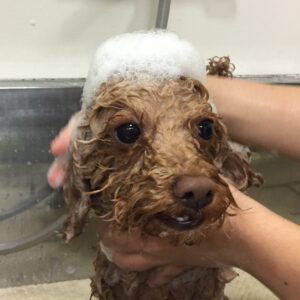 シャンプートイプー