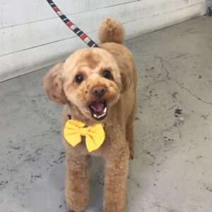 仕上がりトイプー