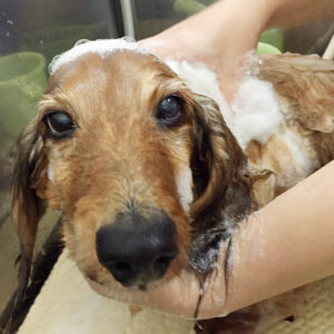 シャンプーダックス