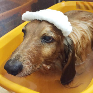 お風呂ダックス