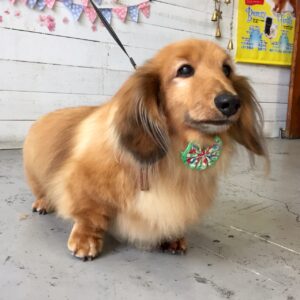 仕上がりダックス