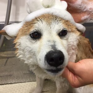 シャンプーしば