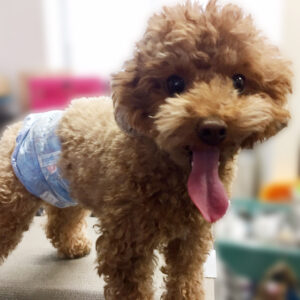 よろしくトイプー