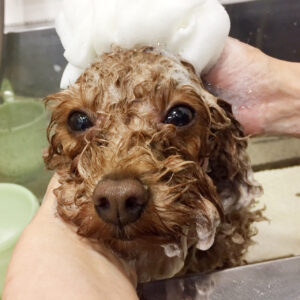 シャンプートイプー