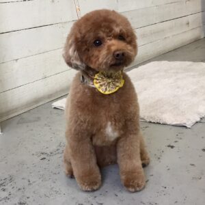 仕上がりトイプー