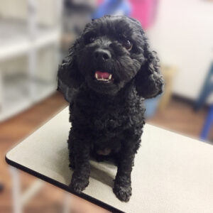 よろしくミックス