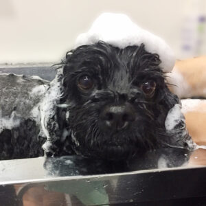 シャンプーミックス