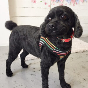 仕上がりミックス