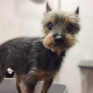 よろしくミックス