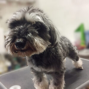 よろしくMシュナ