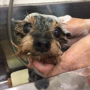 シャンプーミックス