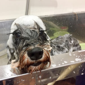 シャンプーMシュナ