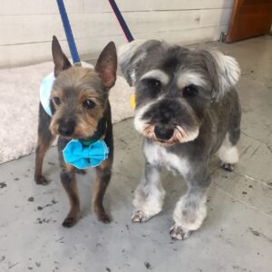 仕上がりミックス&Mシュナ