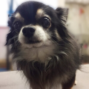 よろしくチワワ