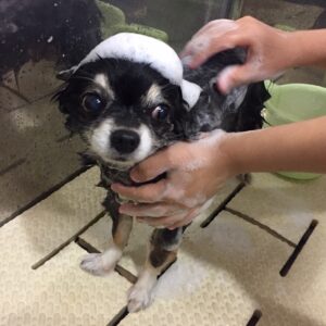 シャンプーチワワ