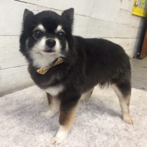 仕上がりチワワ