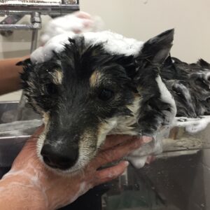 シャンプーしば