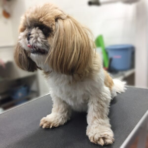 よろしくシーズー