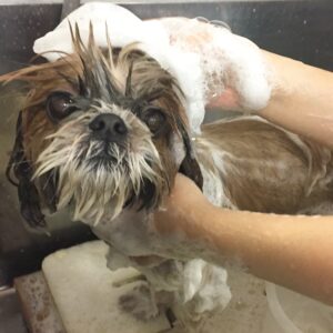 シャンプーシーズー