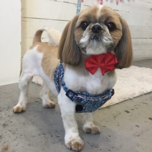 仕上がりシーズー