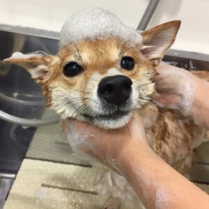 シャンプーしば