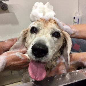 シャンプービーグル