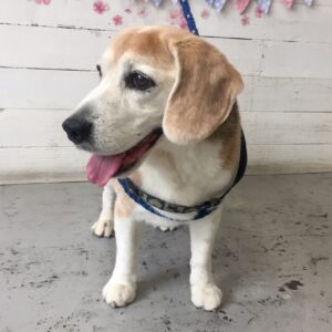 仕上がりビーグル