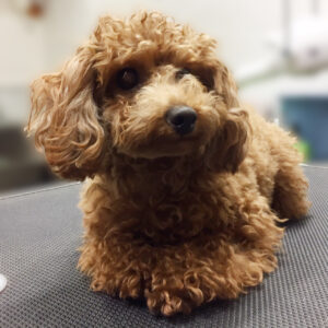 よろしくトイプー