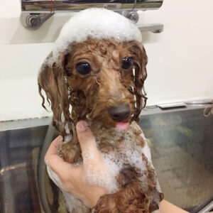 シャンプートイプー