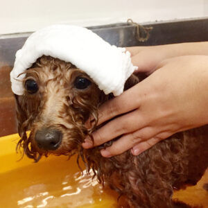 お風呂トイプー