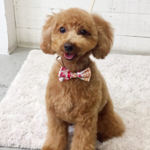 仕上がりトイプー