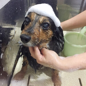 シャンプーミックス