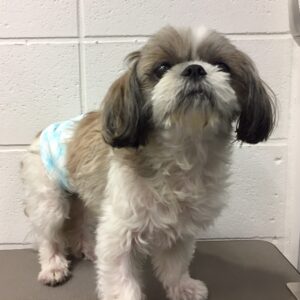 よろしくシーズー