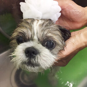 シャンプーシーズー