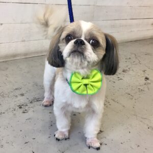 仕上がりシーズー