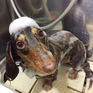 シャンプーダックス