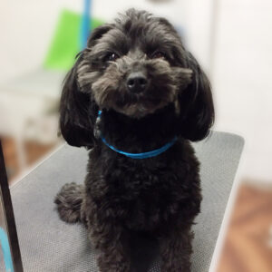 よろしくミックス