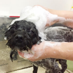 シャンプーミックス