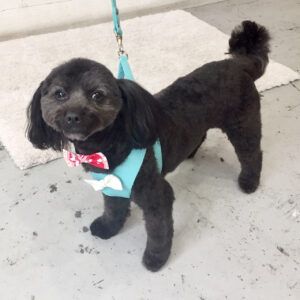 仕上がりミックス