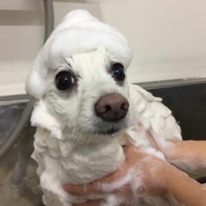 シャンプースピッツ