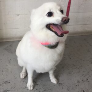 仕上がりスピッツ