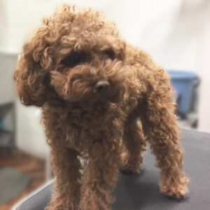 よろしくトイプー