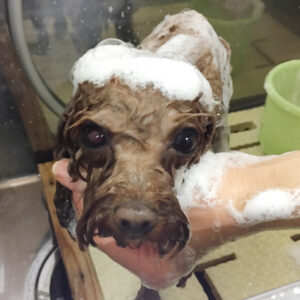 シャンプートイプー