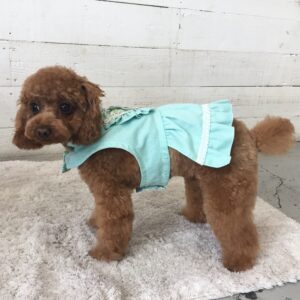 仕上がりトイプー