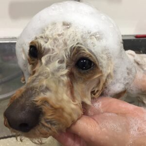 シャンプートイプー